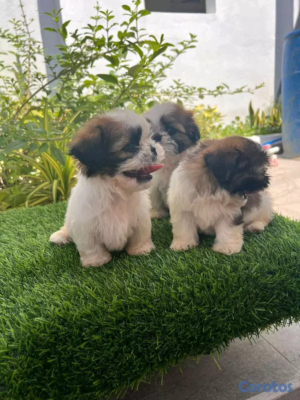 animales y mascotas - hermosos cachorritos shitzu toy 4