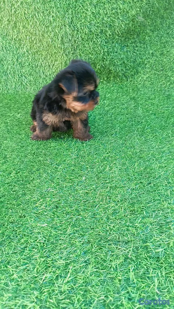 animales y mascotas - adorable cachorros yorky ambos sexo 6