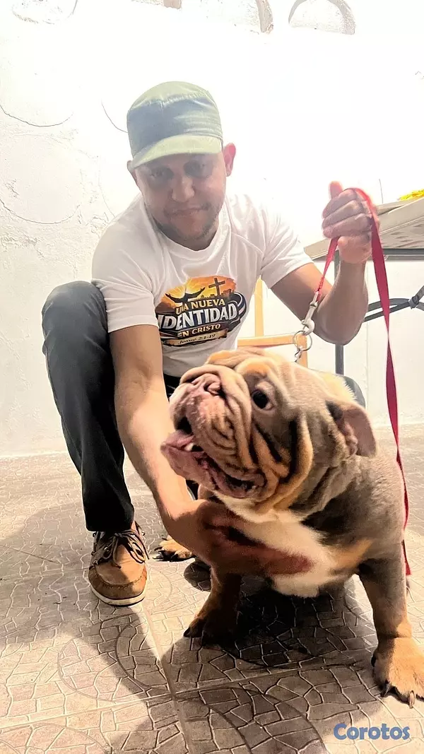 animales y mascotas - Bulldog ingles 2