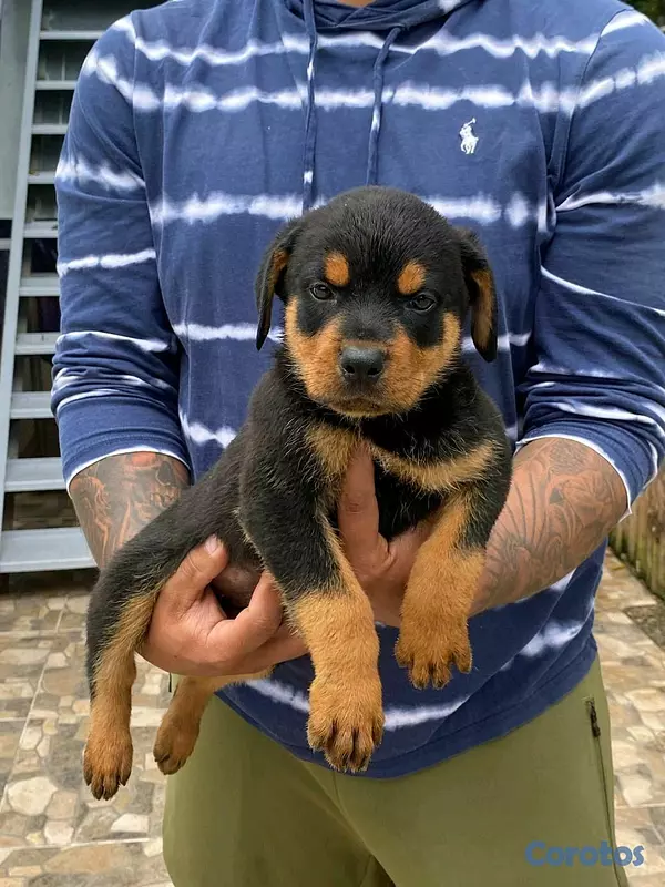animales y mascotas - hermosos Cachorros Rottwailer ambos sexo 8