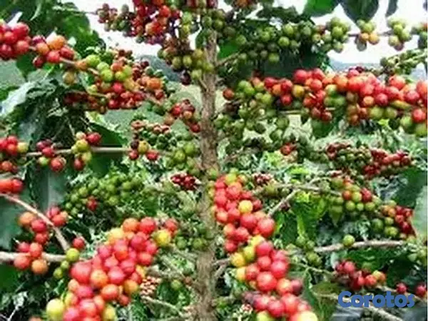 solares y terrenos - Vendo 6,000 Tareas Sembradas De Café 4