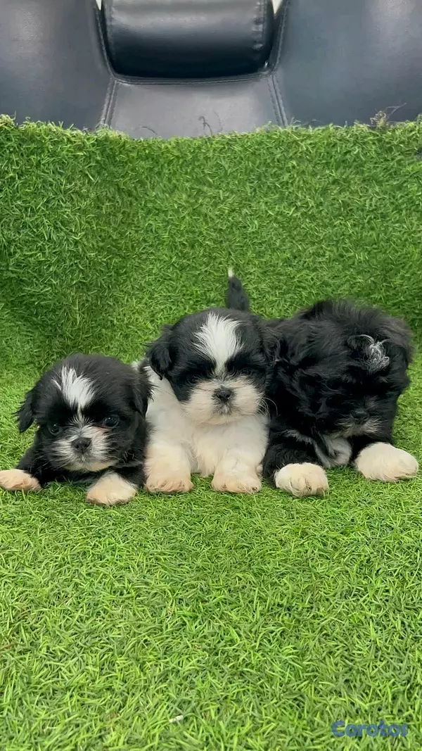 animales y mascotas - hermosos cachorritos Shitzu ambos sexo  2