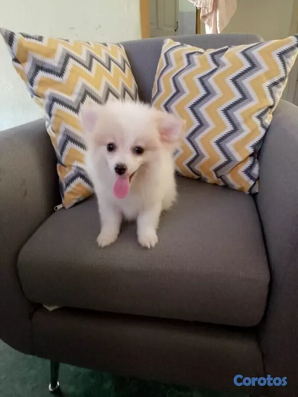 animales y mascotas - Cachorro mix de pomerania mini, con todas sus vacunas 3