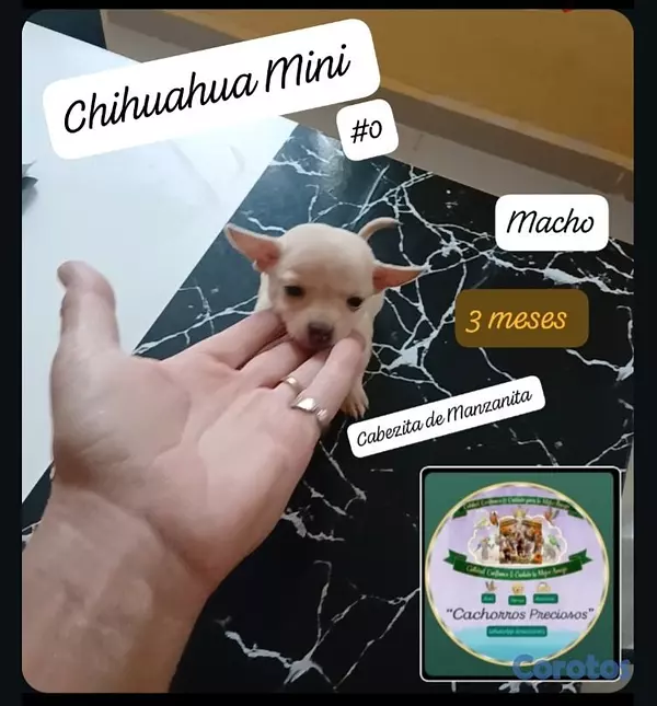 animales y mascotas - Chihuahua, Jack Russell y Pinscher  6