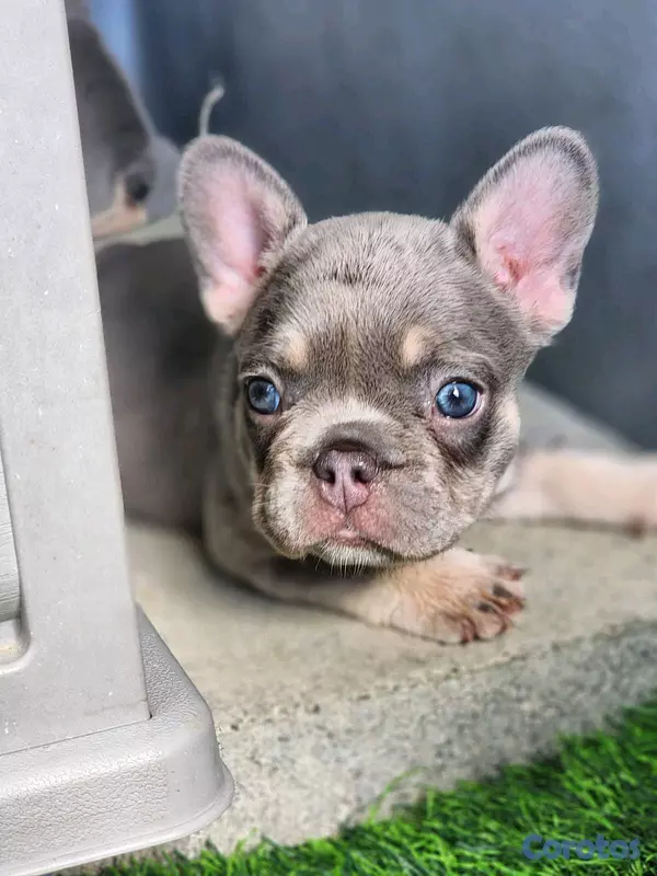 animales y mascotas - hermosos Cachorros buldog frances ambos sexo  6