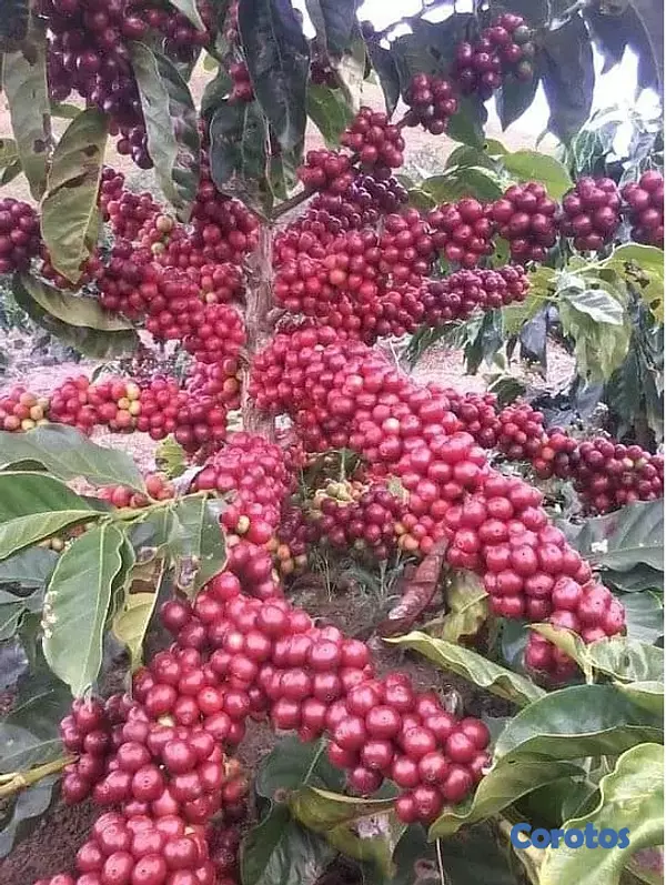 solares y terrenos - Vendo 6,000 Tareas Sembradas De Café 5