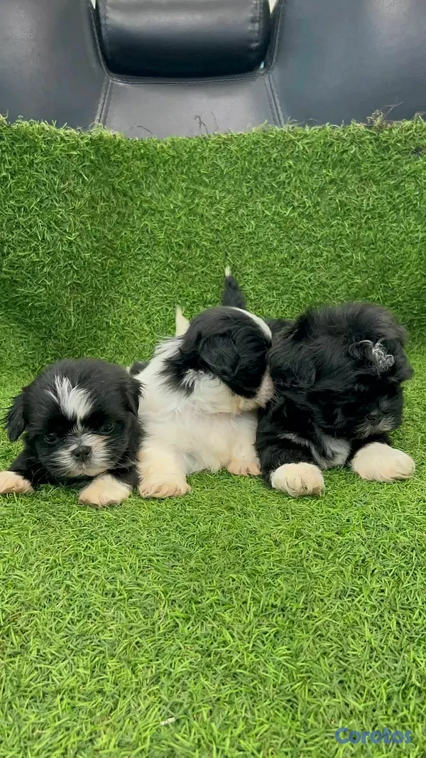 animales y mascotas - hermosos cachorritos Shitzu ambos sexo  3