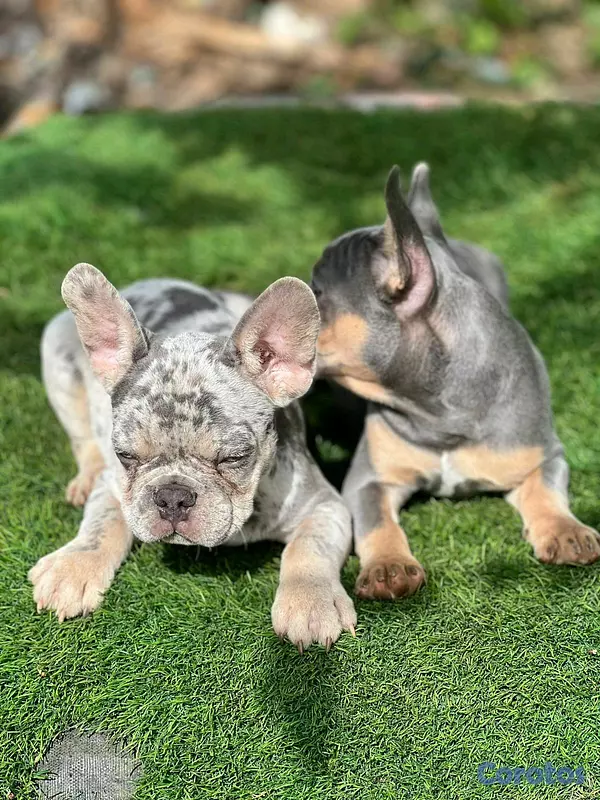 animales y mascotas - hermosos Cachorros buldog frances  2