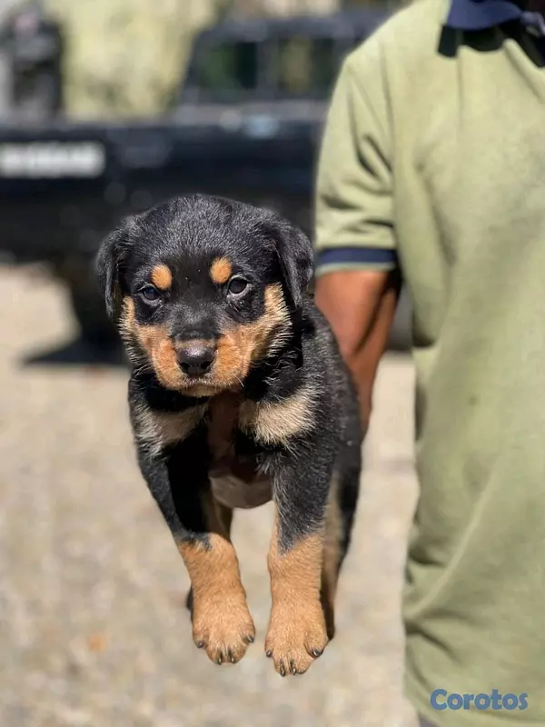 animales y mascotas - hermosos cachorritos rottwailer  2