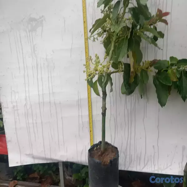 herramientas, jardines y exterior - PLANTAS DE AGUACATE, HASS, CARLA Y SEMIL A LA VENT 1