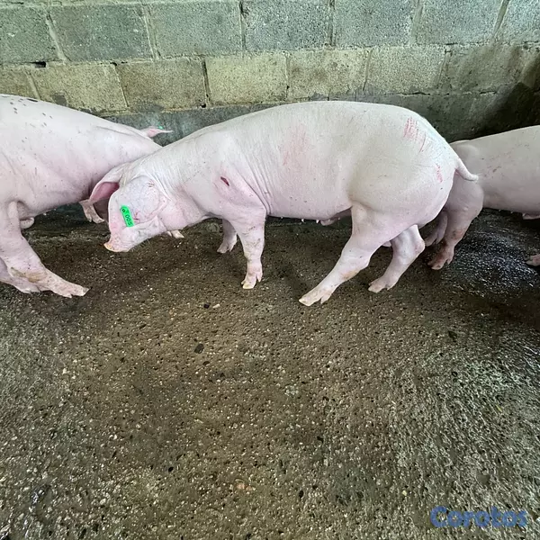 animales y mascotas - VENDO DOS VERRACOS (LANDRA) 4