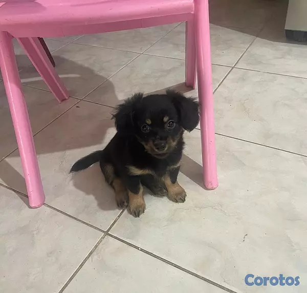 animales y mascotas - chihuahua mariposa  5