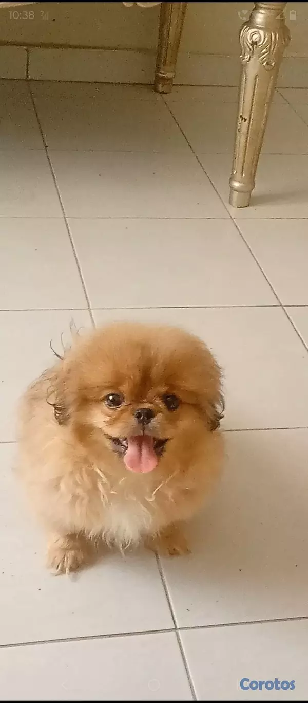 animales y mascotas - Pekines macho  11