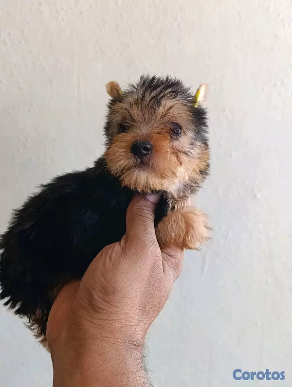 animales y mascotas - Cachorrita yorkie hembra.  4
