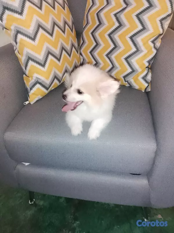 animales y mascotas - Cachorro mix de pomerania mini, con todas sus vacunas 1