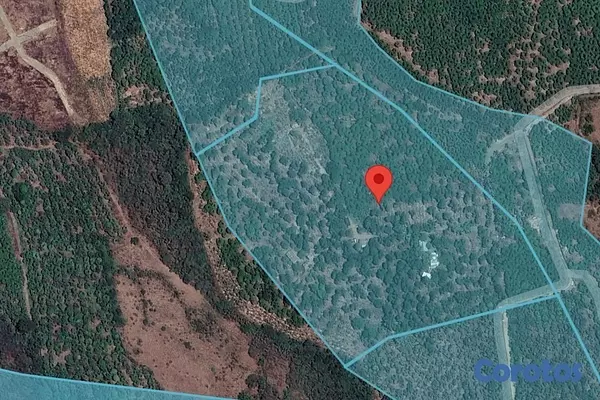 solares y terrenos - Venta de finca de mango en Baní por debajo del pre 4