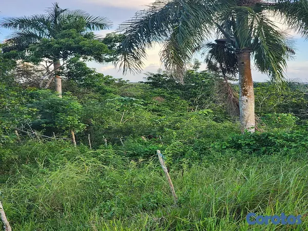 solares y terrenos - DE OPORTUNIDAD!!!
VENDO HERMOSA FINCA DE 100 TAREAS,  NARANJA AGRIA Y CACAO  5