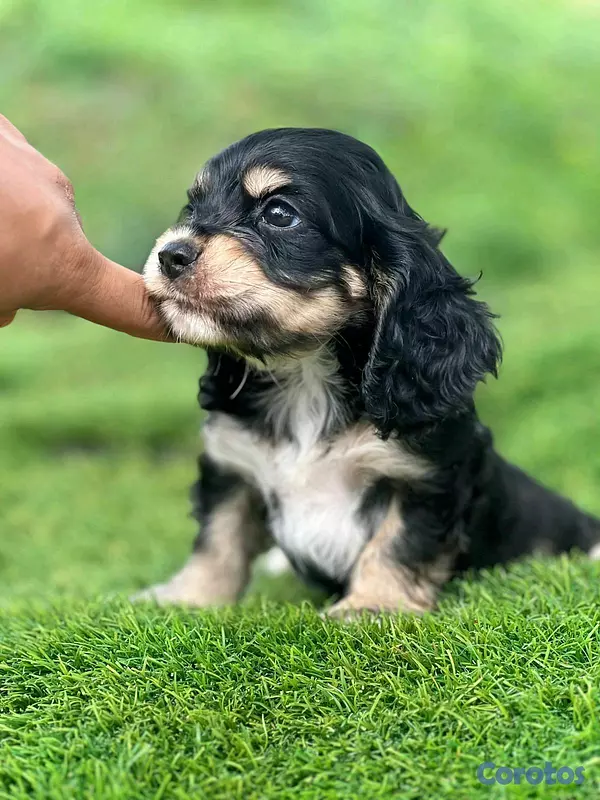 animales y mascotas - hermosos cachorritos  cocker spaniel  4