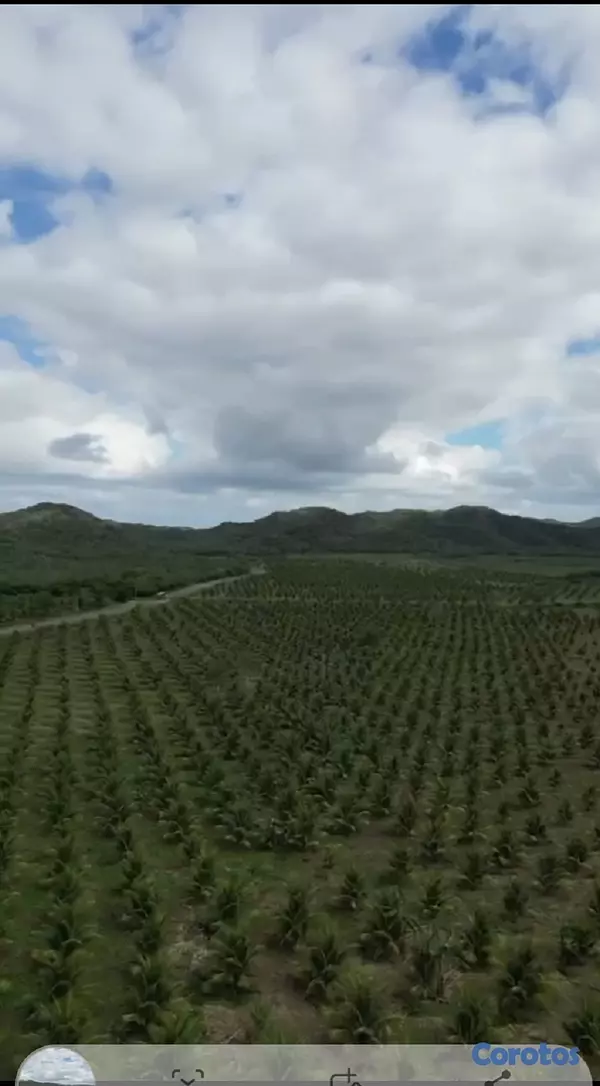 solares y terrenos - Finca de Coco Enanos en Monte Cristi 7