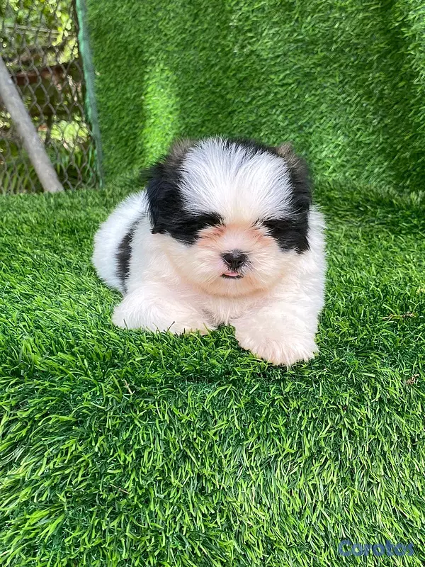 animales y mascotas - hermosos Cachorros shitzu toy  7