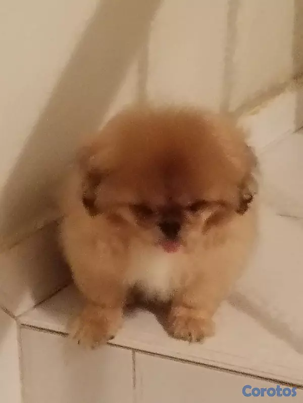 animales y mascotas - Pekines macho  10