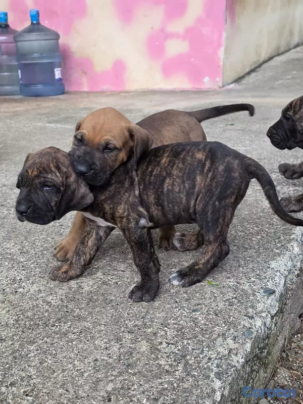 animales y mascotas - Fila brasileño  14