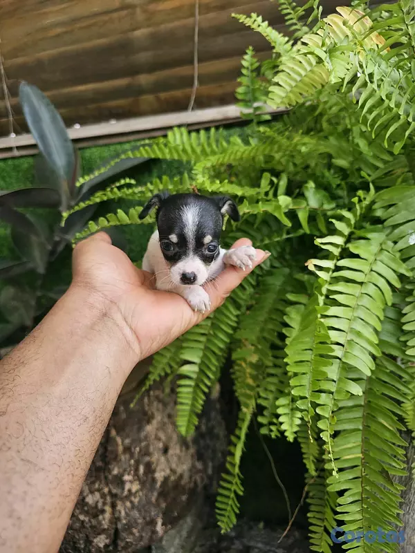 animales y mascotas - chihuahua miniatura Super pequeñitos 100% 7
