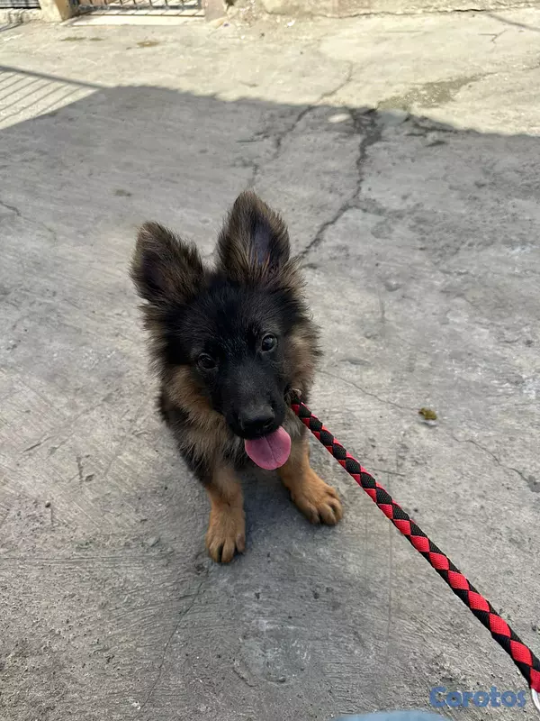 animales y mascotas - Pastor alemán  2