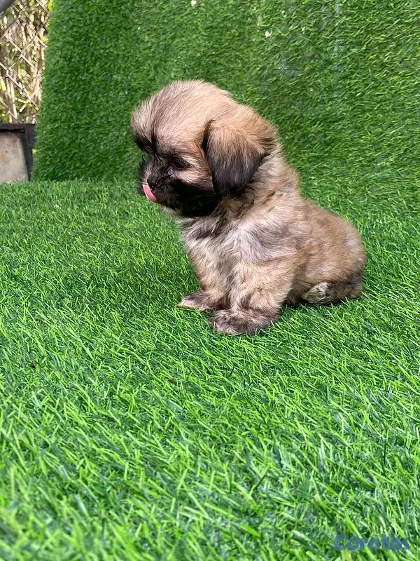 animales y mascotas - hermosos y adorables cachorritos shipoo 4