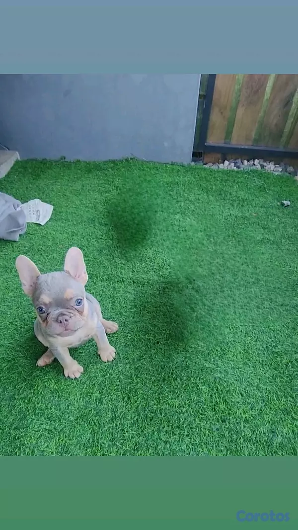 animales y mascotas - hermosa cachorrita buldog frances hembra  3