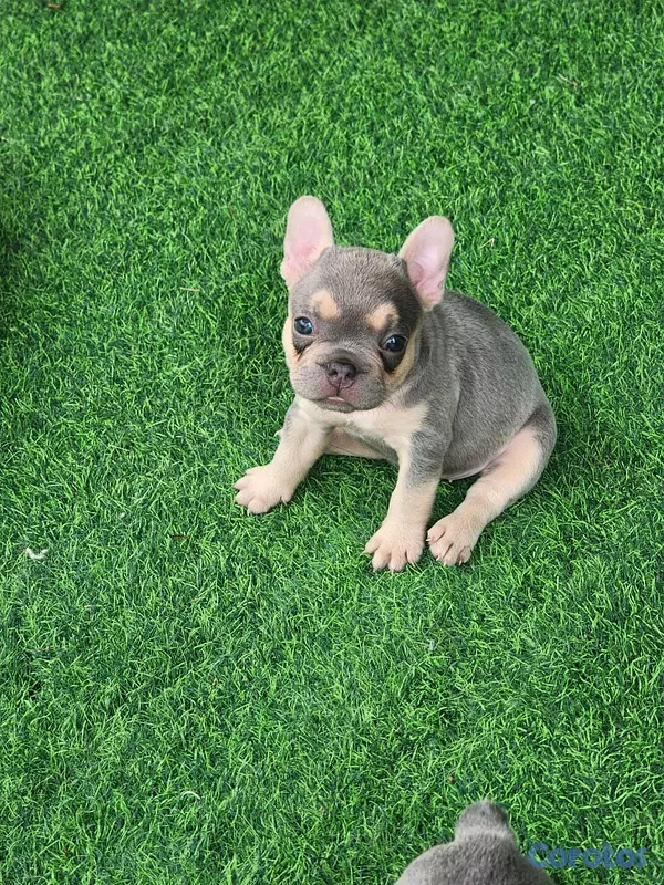 animales y mascotas - hermosos Cachorros buldog frances ambos sexo  5