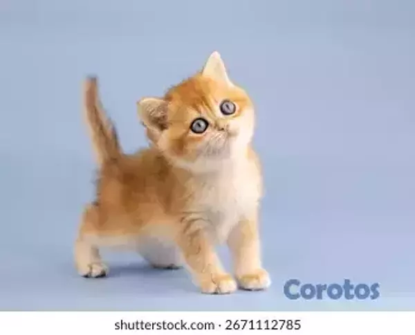 animales y mascotas - Gatitos Tiernos gratis Buscan Familia que lo quier