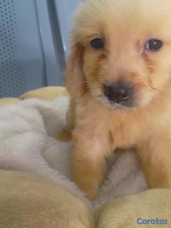 animales y mascotas - Golden Retrivers  2