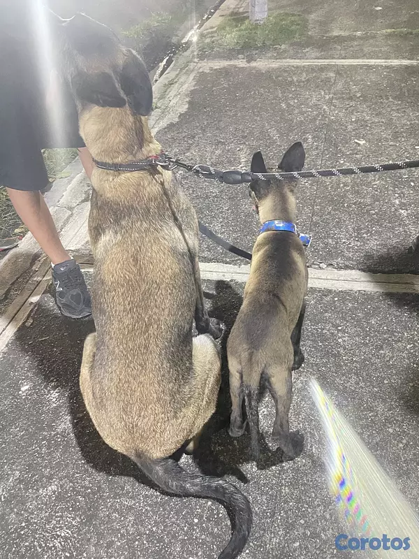 animales y mascotas - Pastor belga malinois  4