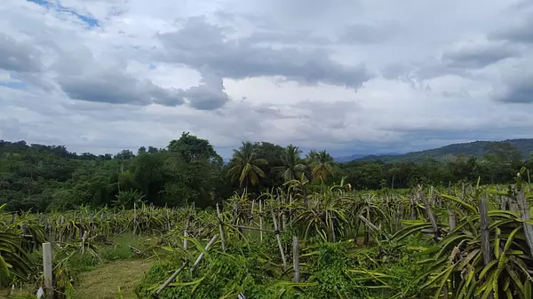 solares y terrenos - finca de pitahaya y Platano  2