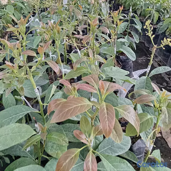 herramientas, jardines y exterior - PLANTAS DE AGUACATE, HASS, CARLA Y SEMIL A LA VENT 2