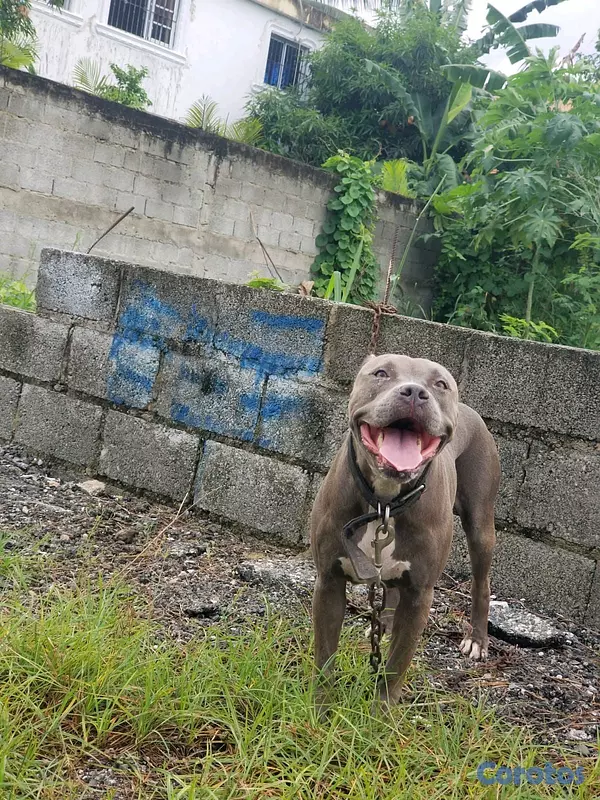 animales y mascotas - Pitbull Blue (Hembra) adulta 7
