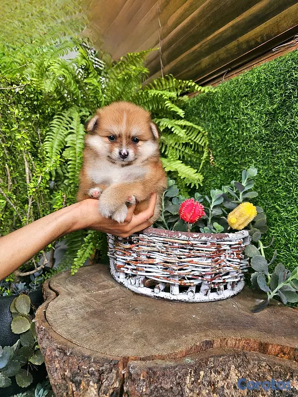 animales y mascotas - Pomerania super pequeñitos y peluditos 100% 4