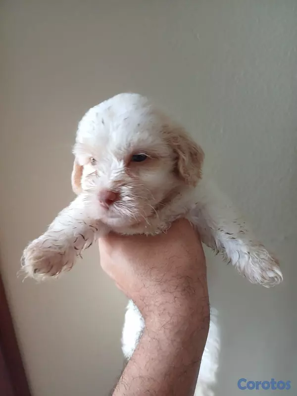 animales y mascotas - Shippo con Matilpoo RD$12,000 3