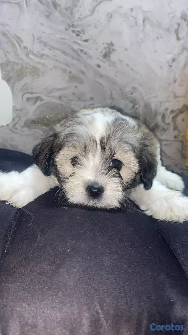 animales y mascotas - vendo cachorros Shitzu con pudulf  5