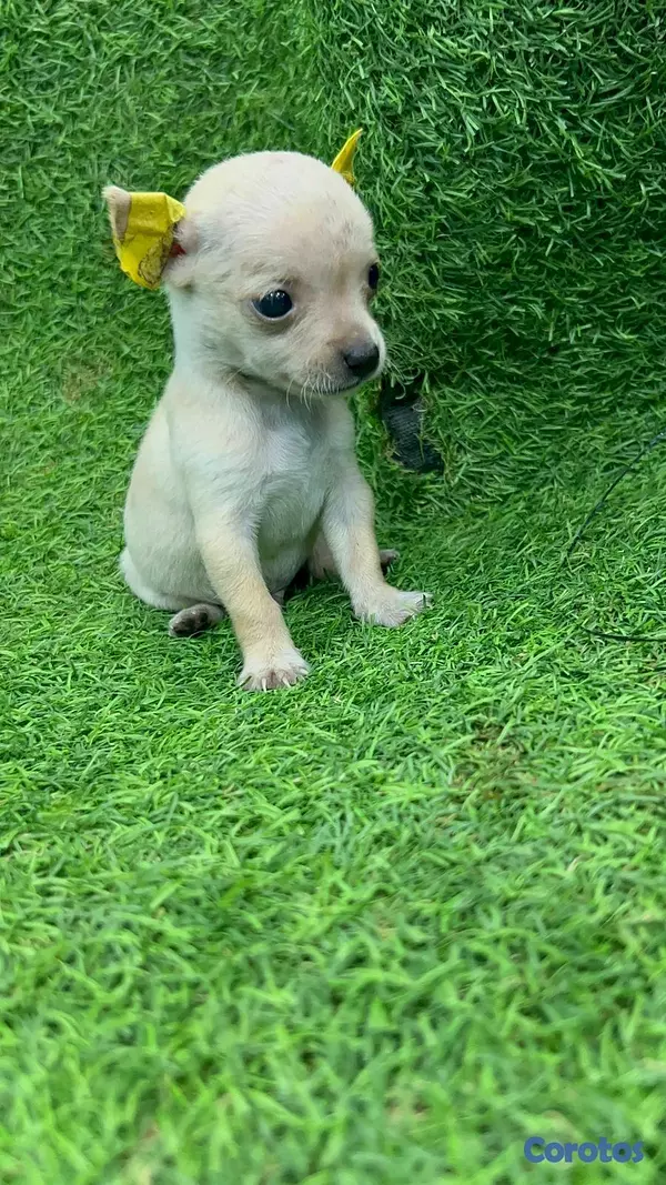 animales y mascotas - Hermosos cachorritos de chihuahua  3