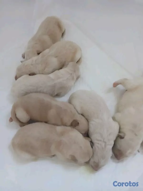 animales y mascotas - Crucé de Golden Retriever con Pastor Suizo... 2