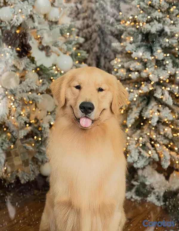 animales y mascotas - Cachorros Golden Retriever  6