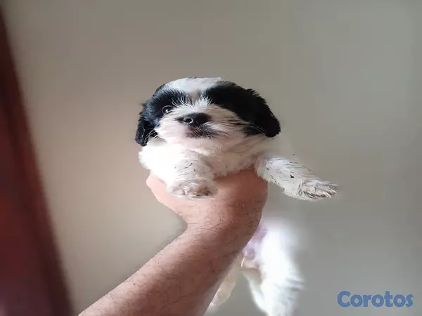 animales y mascotas - Shippo con Matilpoo RD$12,000 9