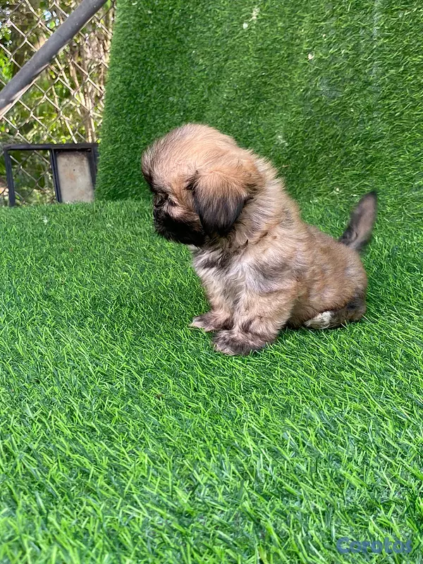 animales y mascotas - hermosos y adorables cachorritos shipoo 5