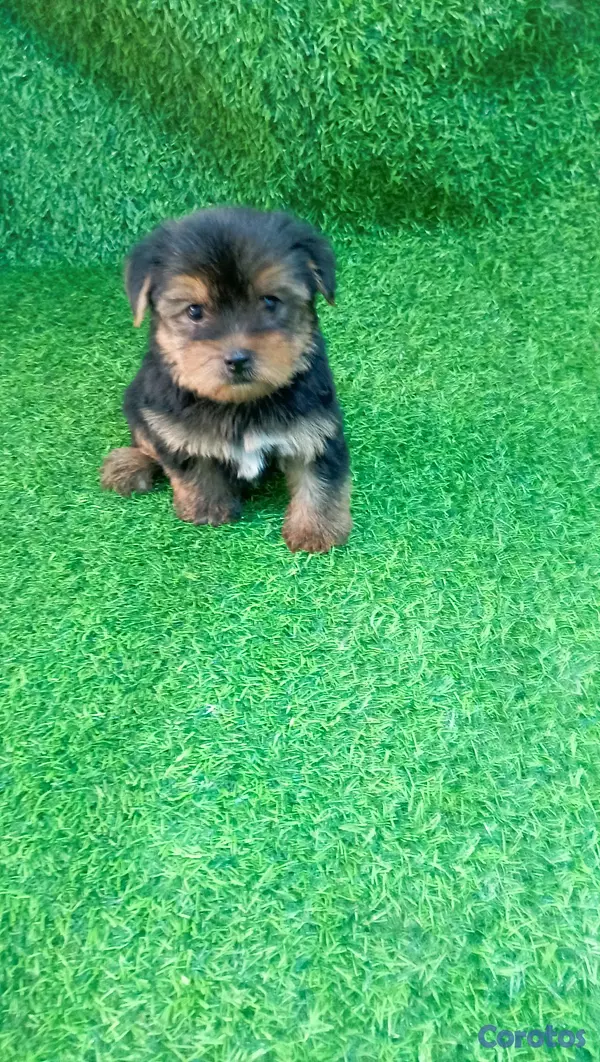 animales y mascotas - adorable cachorros yorky ambos sexo 5