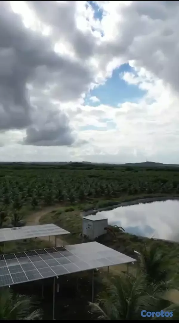 solares y terrenos - Finca de Coco Enanos en Monte Cristi 8