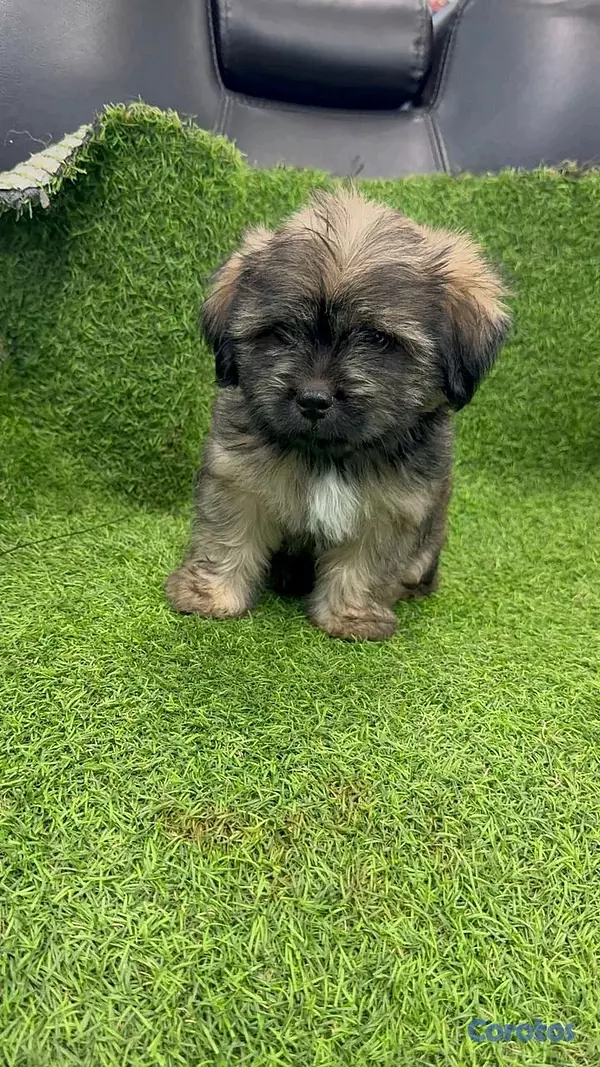 animales y mascotas - hermosos cachorritos de shipoo toy 5