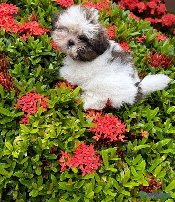 animales y mascotas - OFERTA CACHORRO SHIH TZU HEMBRA UBICADO EN SANTO D