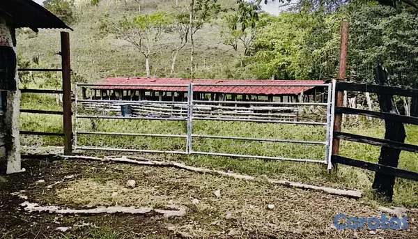 solares y terrenos - finca de 729 tareas en san José de las matas  3